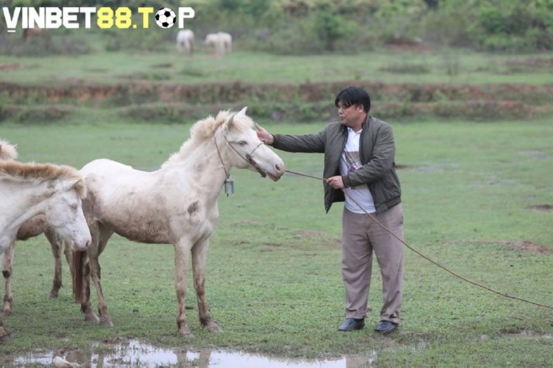 Ngựa đua khi giải nghệ nếu còn sức khỏe sẽ được đưa đi nhân giống