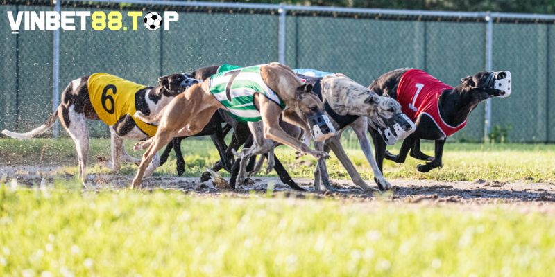 Greyhound Racing trở thành xu hướng cá cược vô cùng mới mẻ